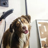 At-Home Dog Grooming Made Easy with the Hansgrohe DogShower