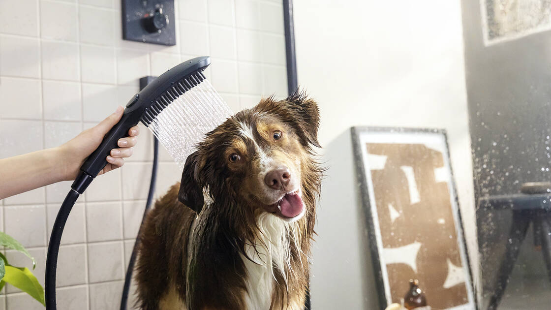 Dog shower 2024 head for bathtub