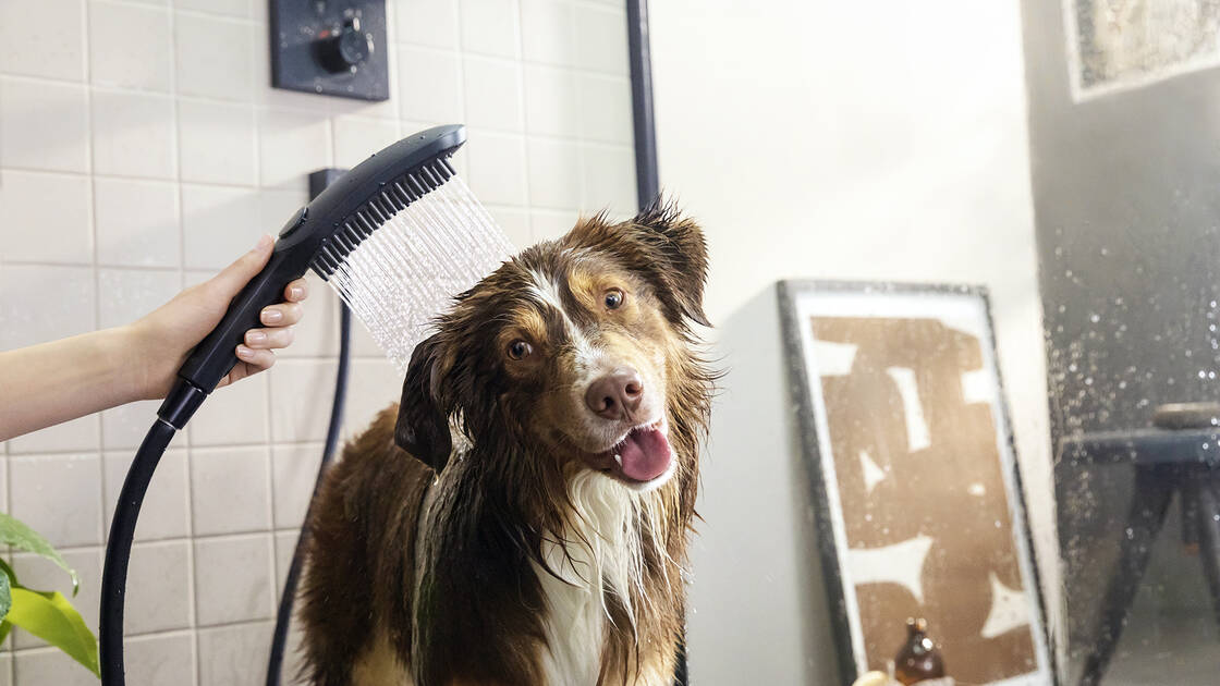 At-Home Dog Grooming Made Easy: The Hansgrohe Dog Bath Shower Head 